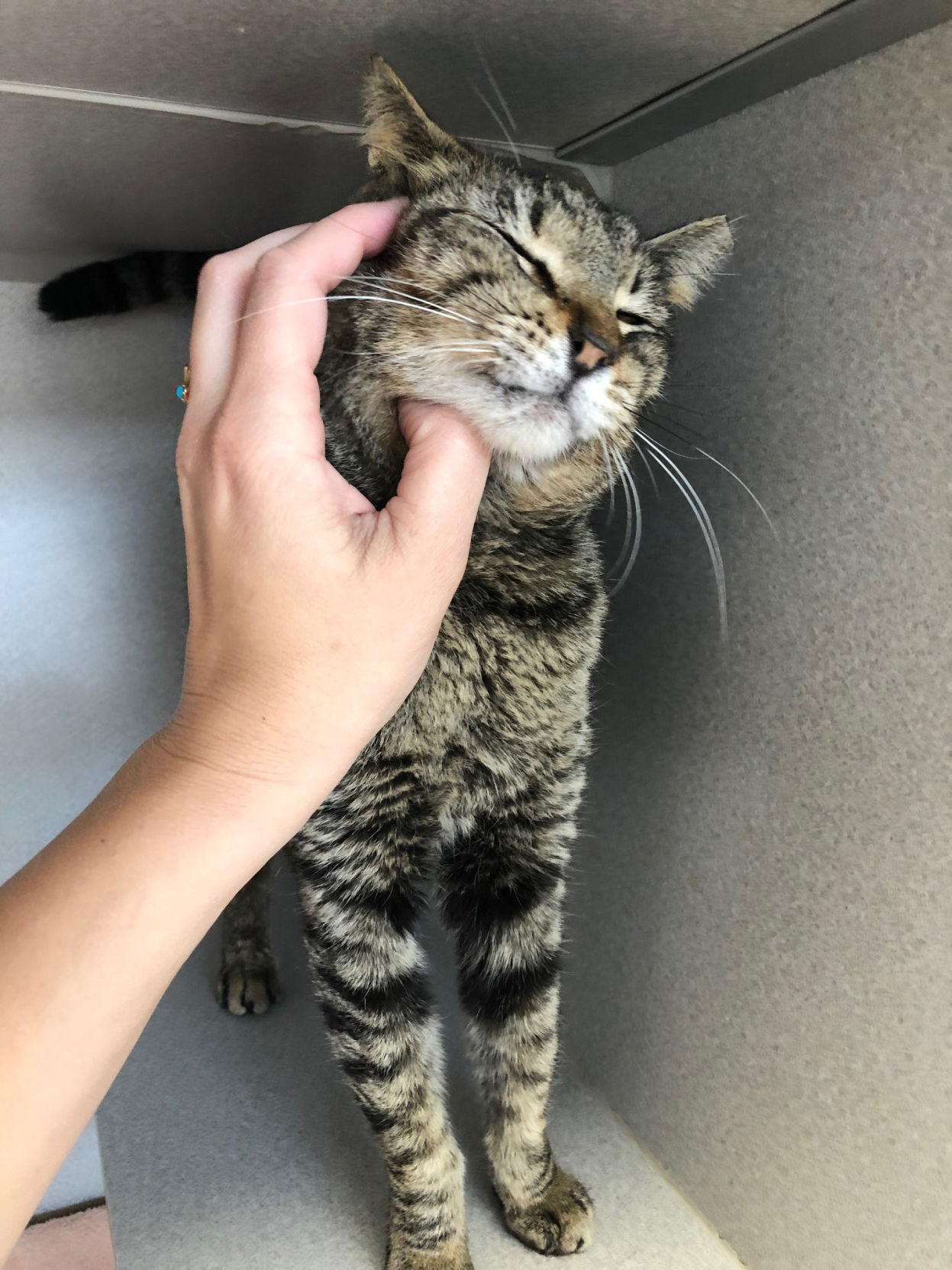 Free pet adoptions from PACC at some PetSmart locations